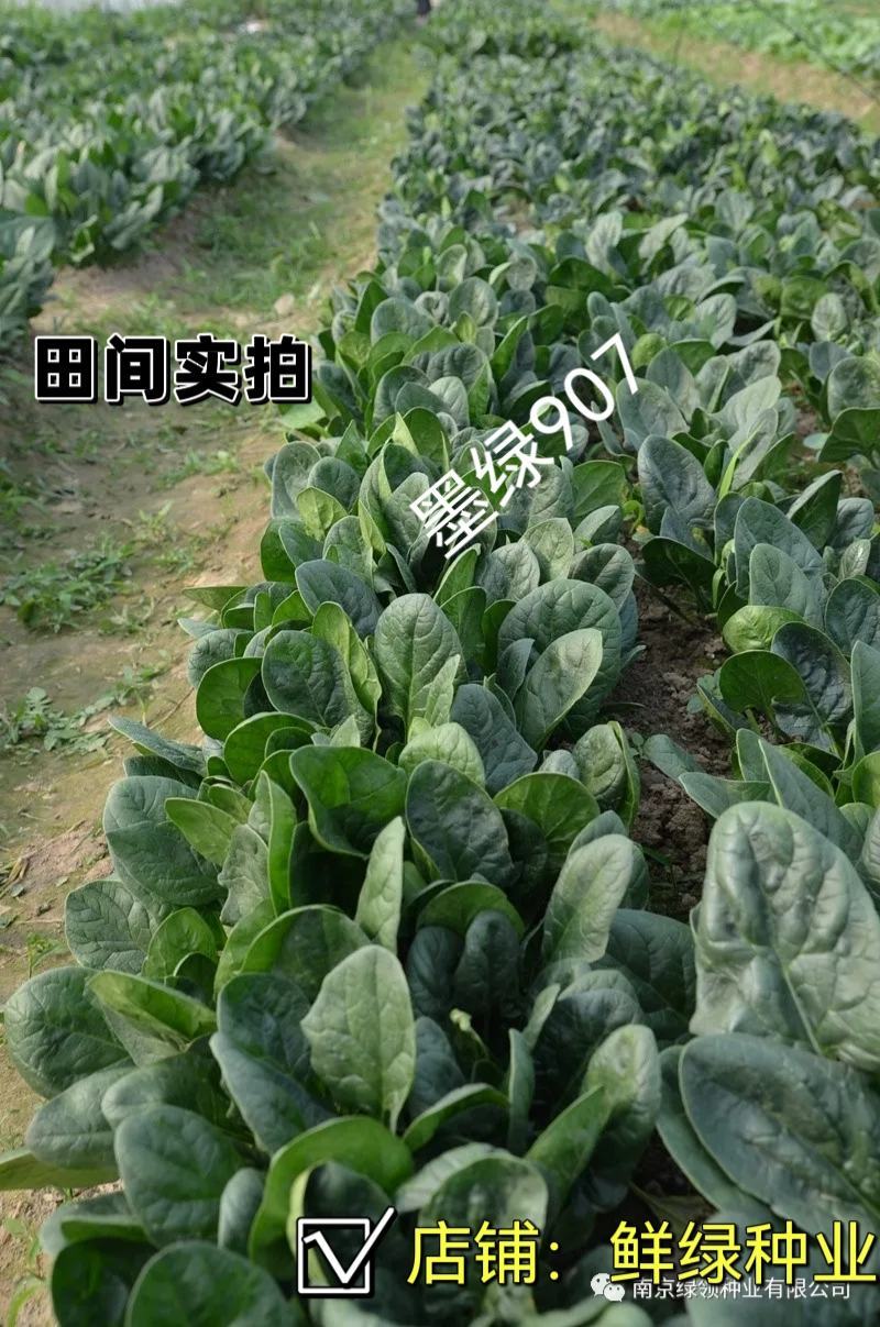 菠菜新品种墨绿907：墨绿色抗寒性好耐抽苔适应广