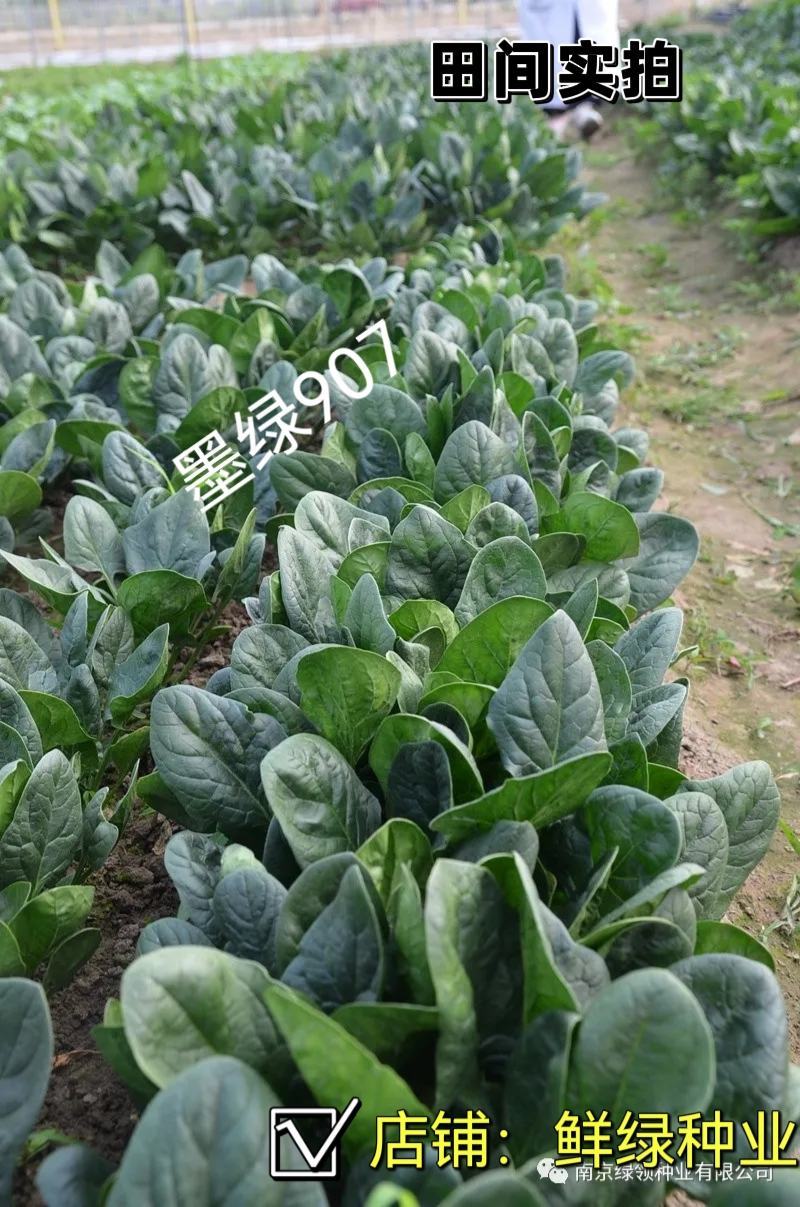 菠菜新品种墨绿907：墨绿色抗寒性好耐抽苔适应广