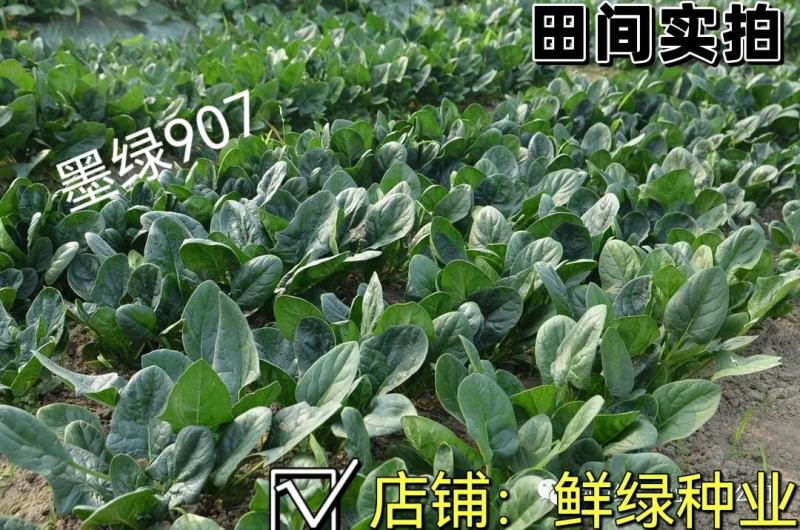 菠菜新品种墨绿907：墨绿色抗寒性好耐抽苔适应广