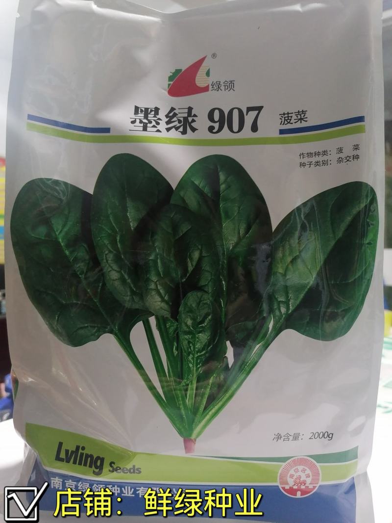 菠菜新品种墨绿907：墨绿色抗寒性好耐抽苔适应广