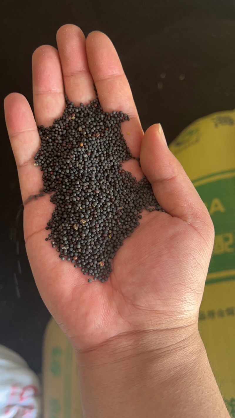 油菜籽厂家批发油菜籽菜籽新菜籽高油油菜籽