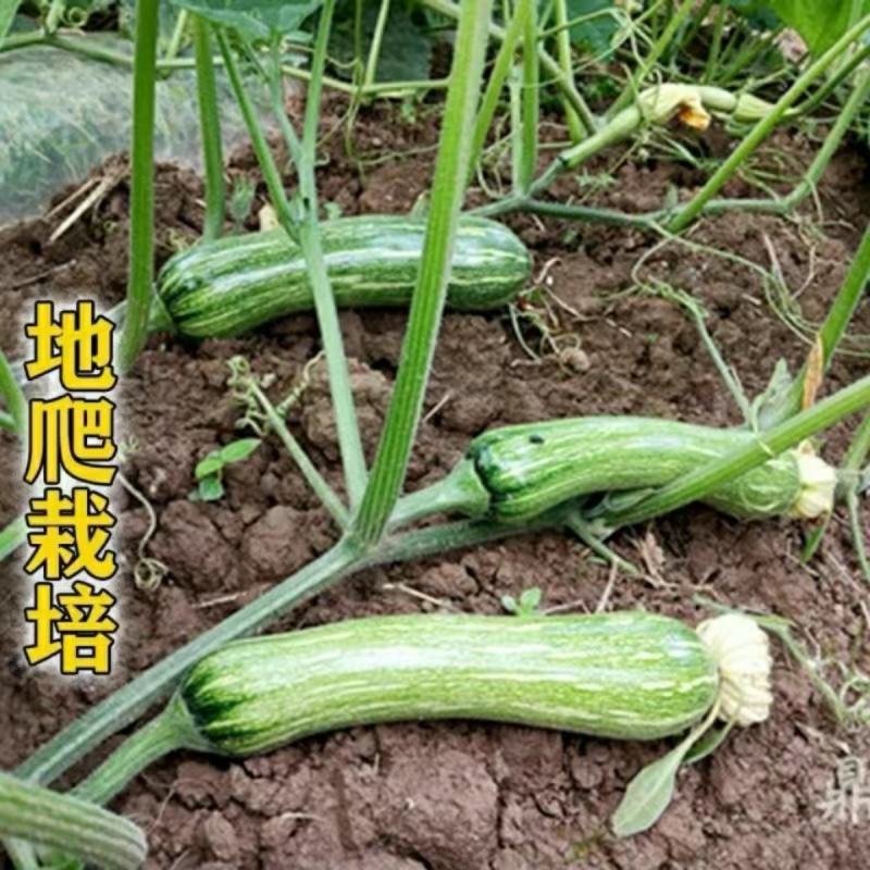 七叶早南瓜种子定植后50天上市嫩瓜有花色，黑色两种