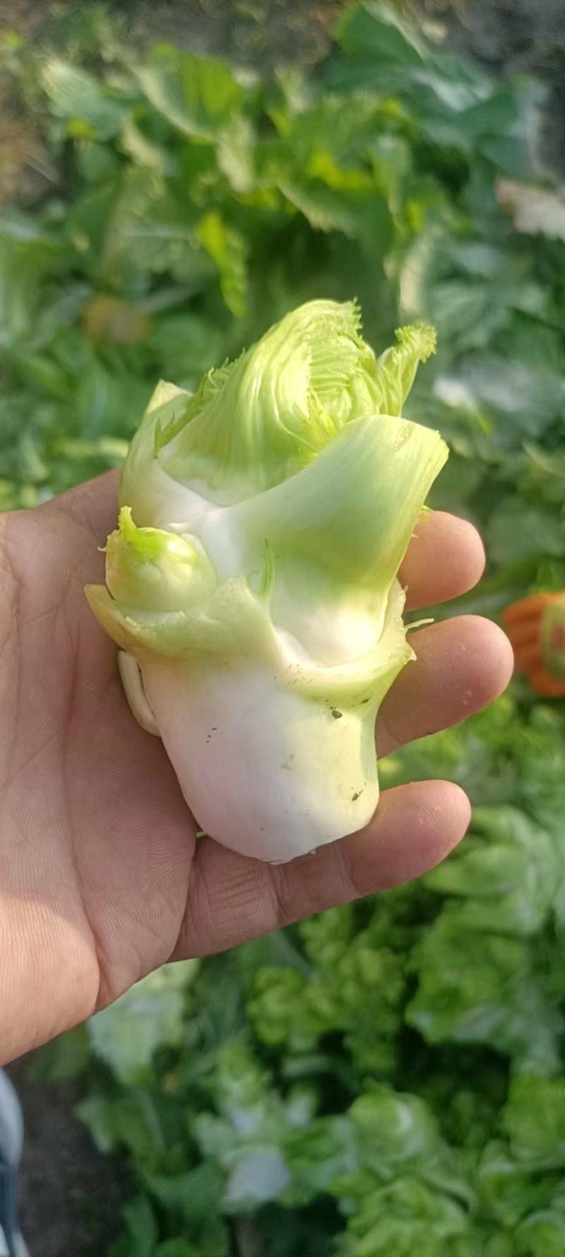 儿菜，万亩精品儿菜大量上市欢迎全国各地客户前来订购