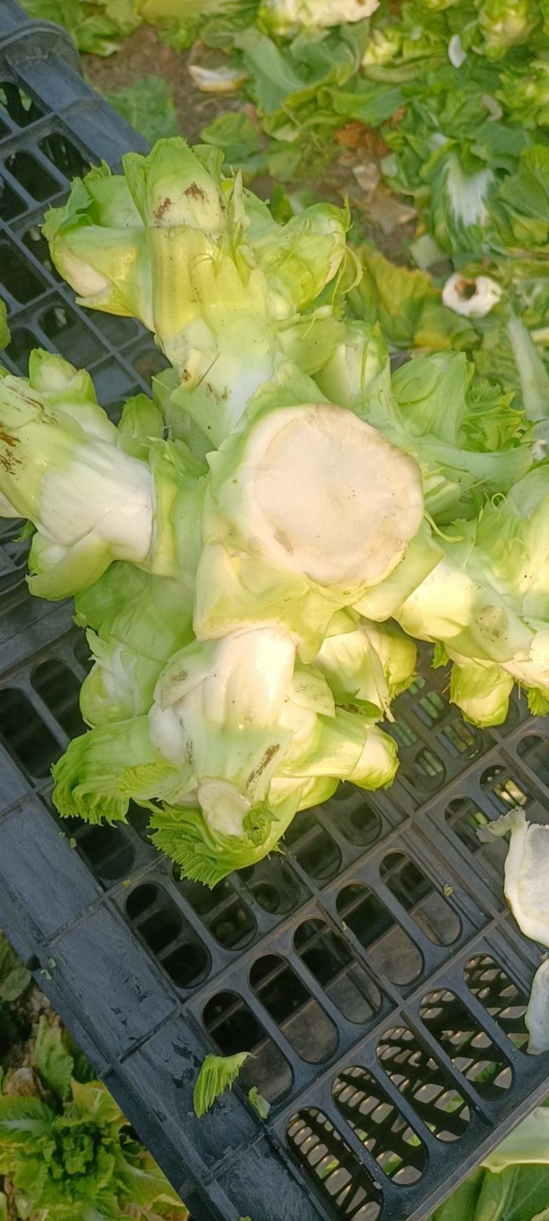 儿菜，万亩精品儿菜大量上市欢迎全国各地客户前来订购