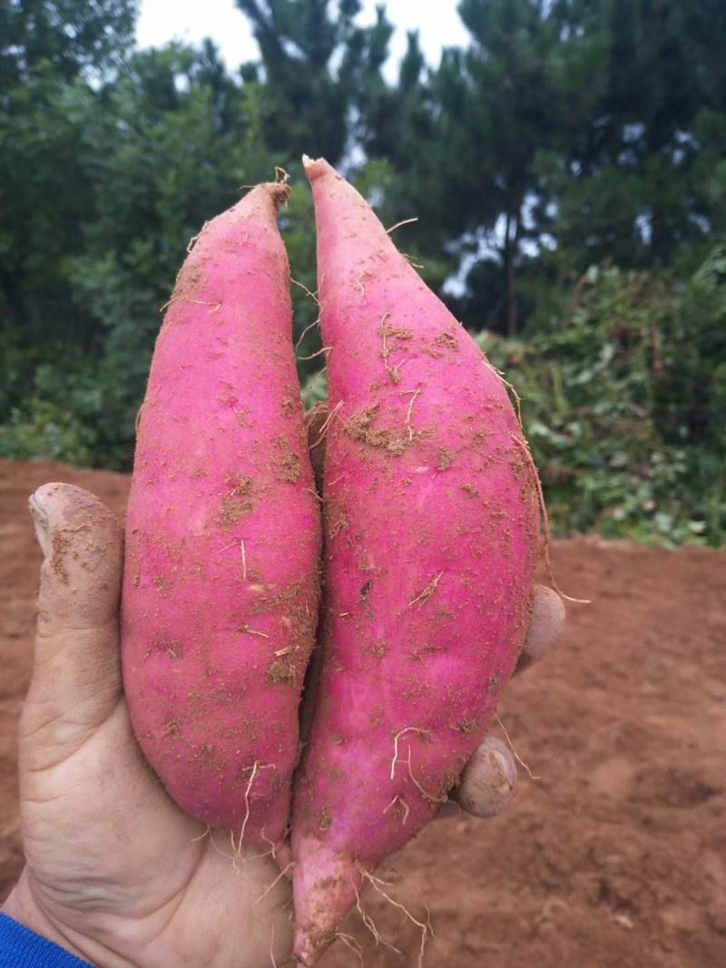 正宗蜜薯大量上市，各种规格齐全