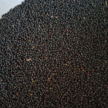 油菜籽厂家大量现货油菜籽黑菜籽黄菜籽菜籽厂家