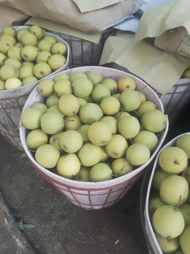 绥中大白梨