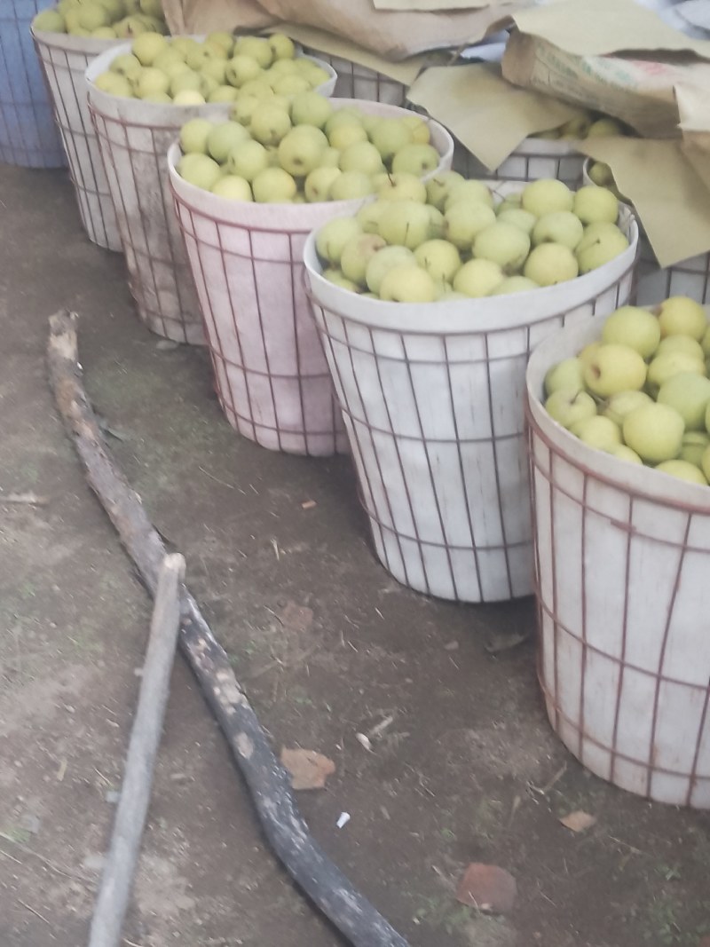 绥中大白梨