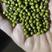 【绿豆】河北精品明绿豆大量有货质量保证欢迎采购