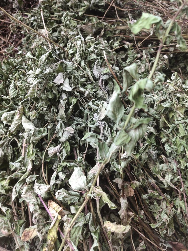 薄荷