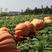 巨型南瓜种子美国无限生长大南瓜种子农家庭院种植