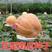 巨型南瓜种子美国无限生长大南瓜种子农家庭院种植