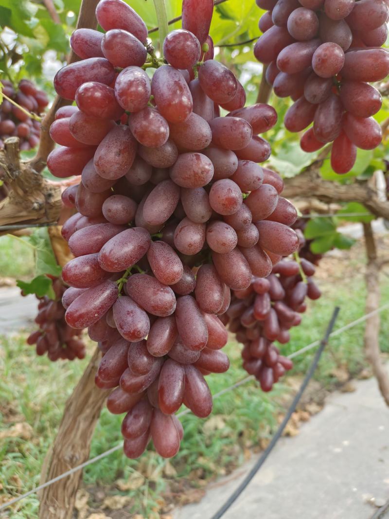 深红无仔葡萄苗保证纯度成活率假一赔十
