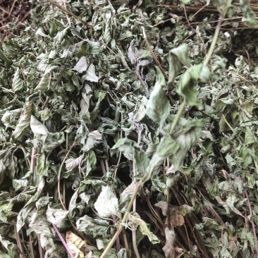 薄荷