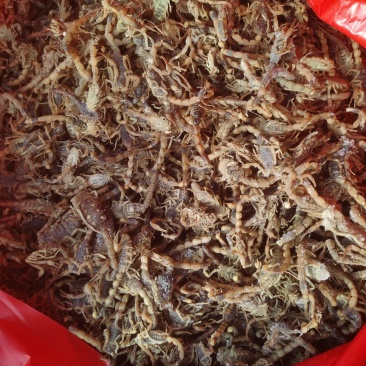 蝎子冻货