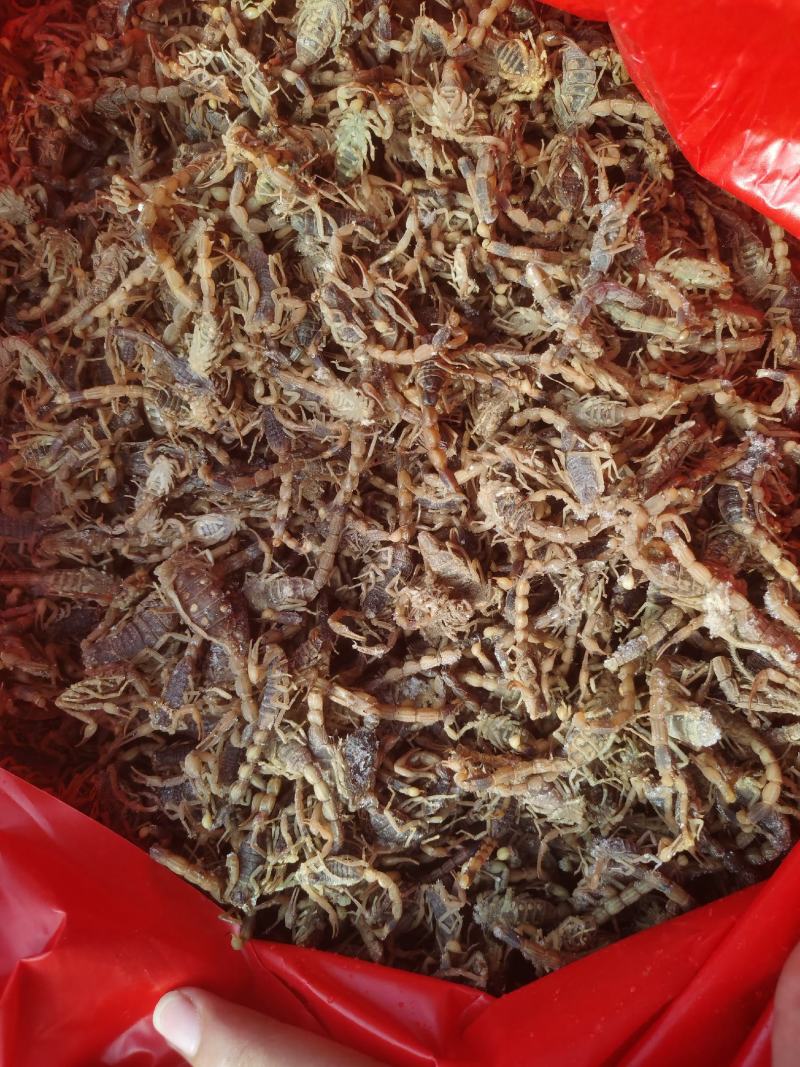 蝎子冻货