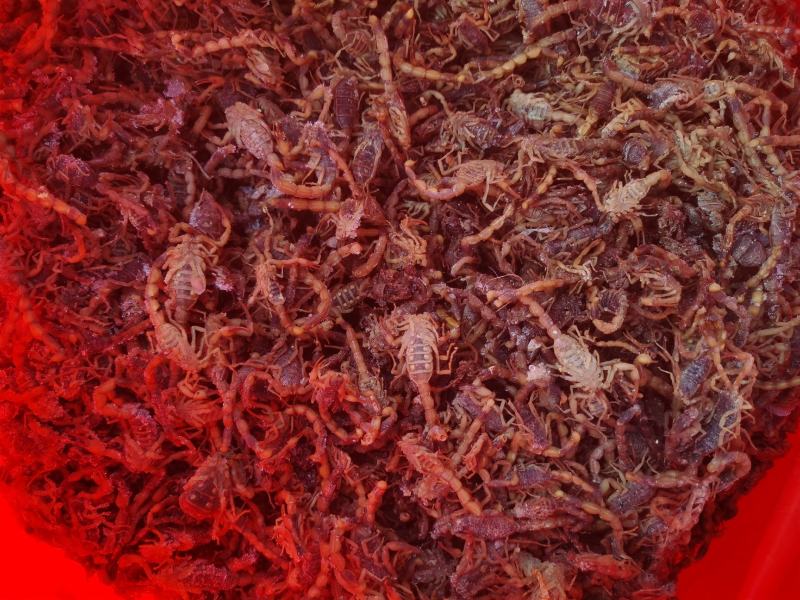 蝎子冻货