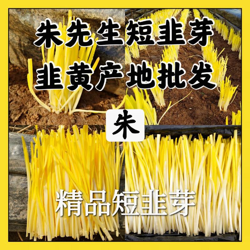 精品短韭黄，韭芽，干黄，产地批发，18~25CM！