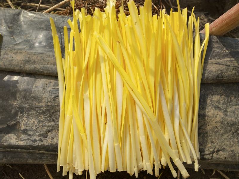 精品短韭黄，韭芽，干黄，产地批发，18~25CM！