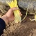 精品短韭黄，韭芽，干黄，产地批发，18~25CM！