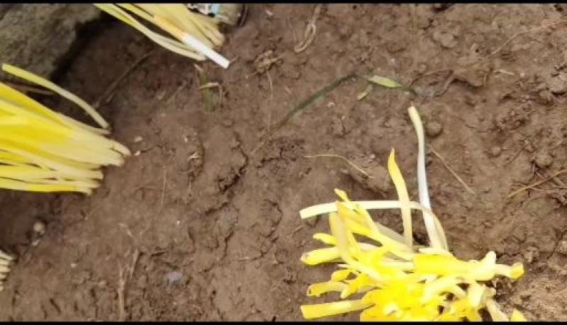 精品短韭黄，韭芽，干黄，产地批发，18~25CM！