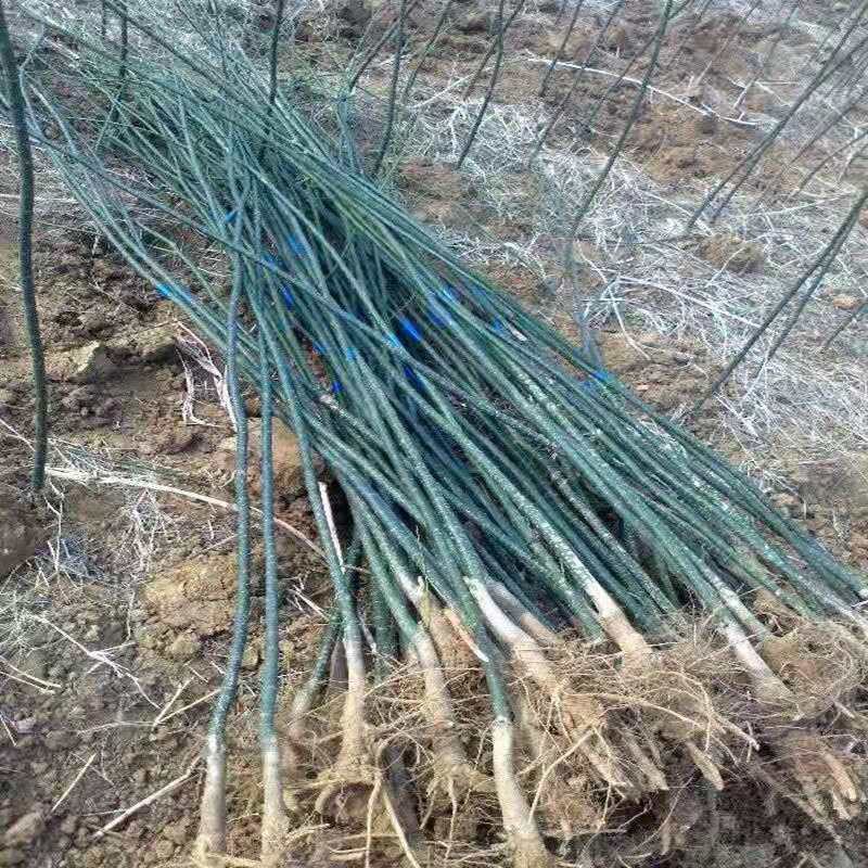 国槐树苗黑槐苗药用槐米苗双季槐苗