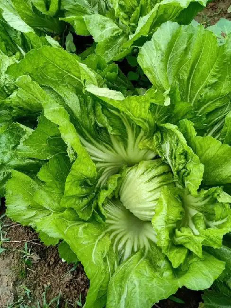 横县万亩包心芥菜大量上市，欢迎全国各地老板前来采购。
