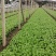 四川特早（早大儿菜）