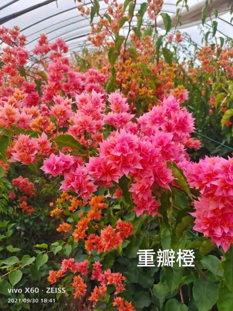 三角梅种苗6-7个品种