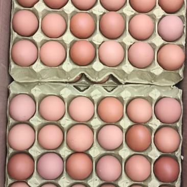 红壳蛋