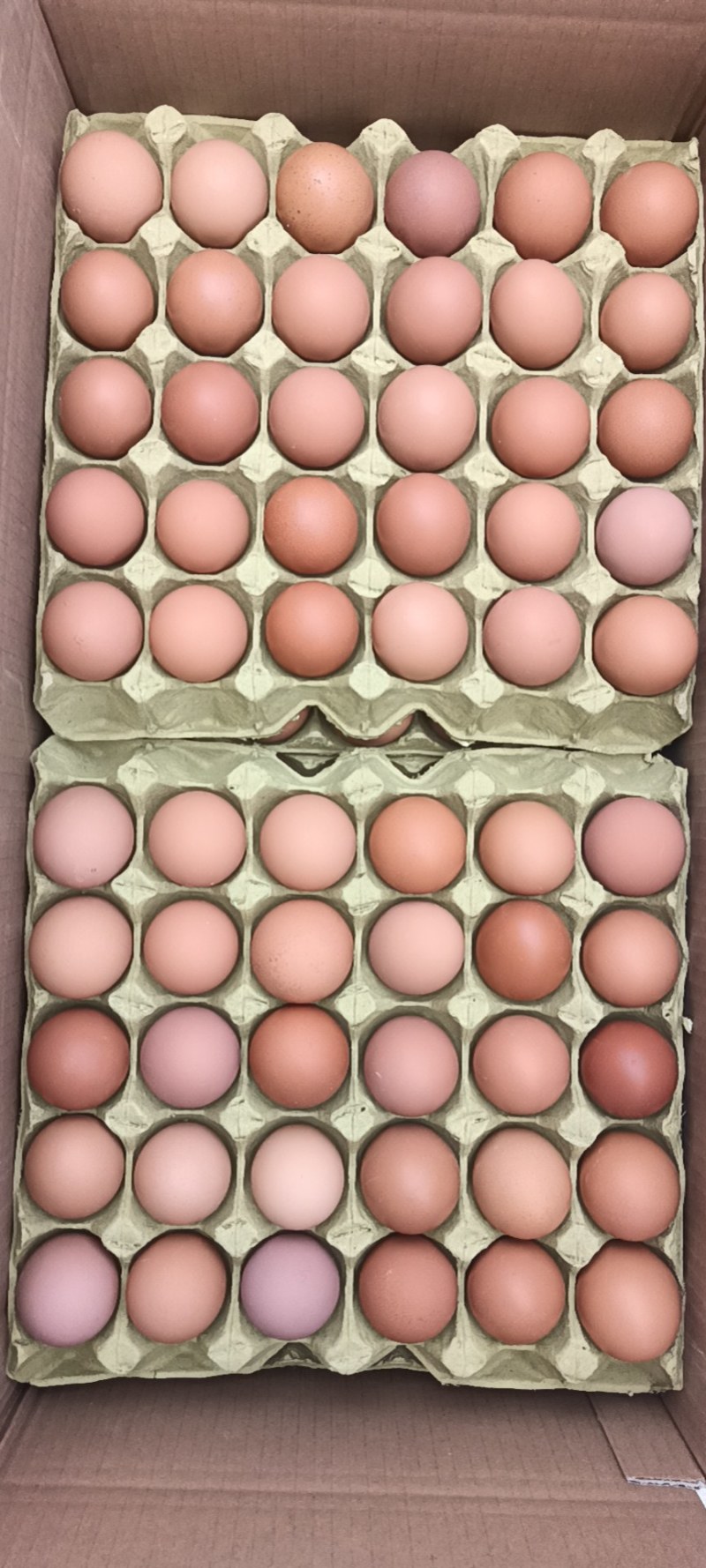 红壳蛋