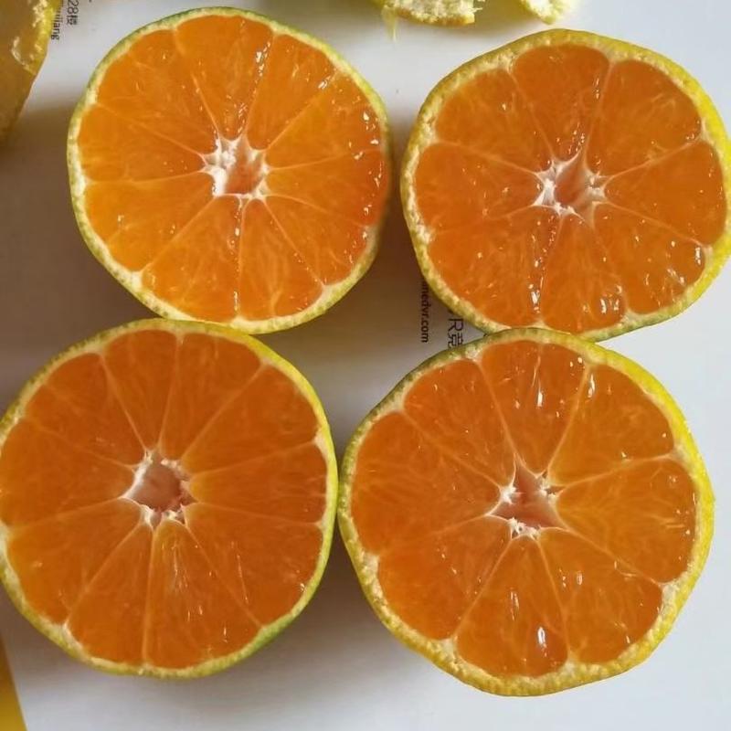 东江湖蜜橘已大量上市欢迎各地老板前来定购