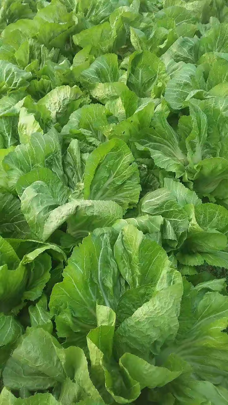 横县万亩包心芥菜大量上市，欢迎全国各地老板前来采购。
