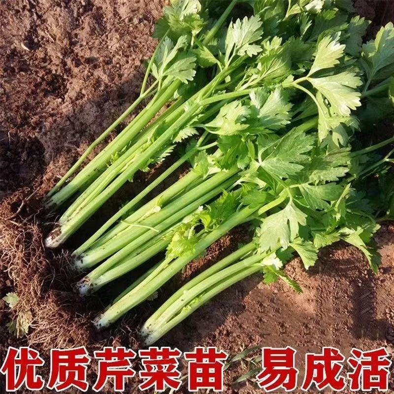 芹菜苗大量上市新鲜出土货源稳定欢迎全国客户前来订购