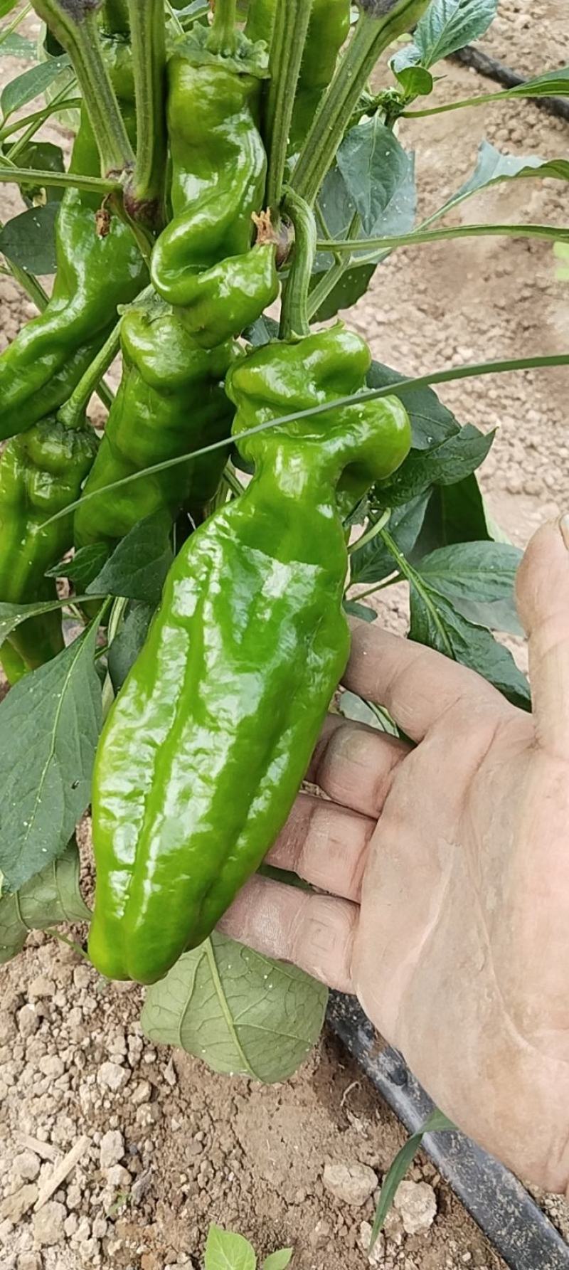 泡椒，尖椒，西瓜