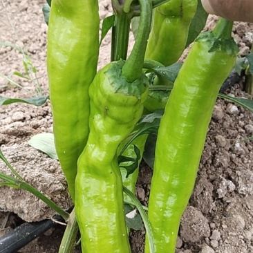 泡椒，尖椒，西瓜