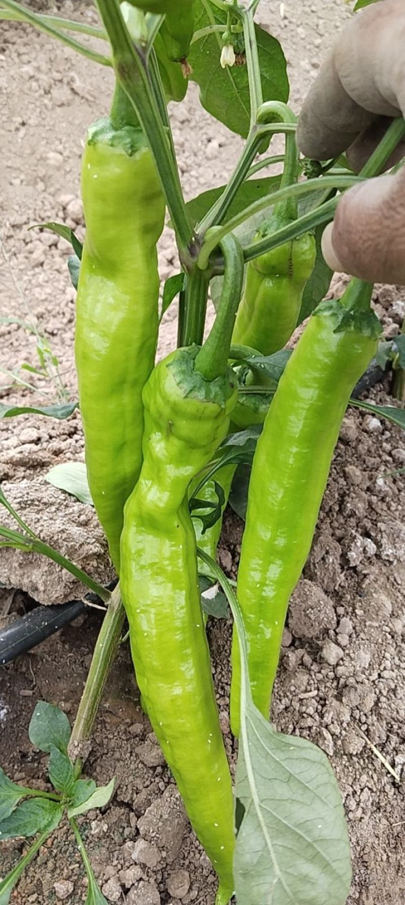 泡椒，尖椒，西瓜