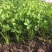 芹菜苗大量上市新鲜出土货源稳定欢迎全国客户前来订购