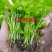 芹菜苗大量上市新鲜出土货源稳定欢迎全国客户前来订购