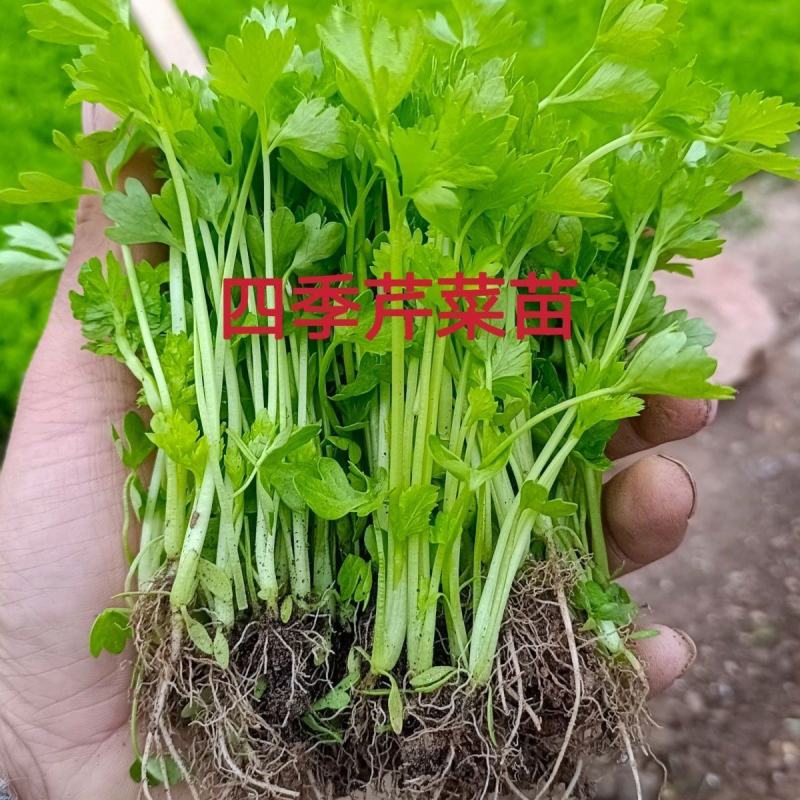 芹菜苗大量上市新鲜出土货源稳定欢迎全国客户前来订购