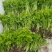 芹菜苗大量上市新鲜出土货源稳定欢迎全国客户前来订购