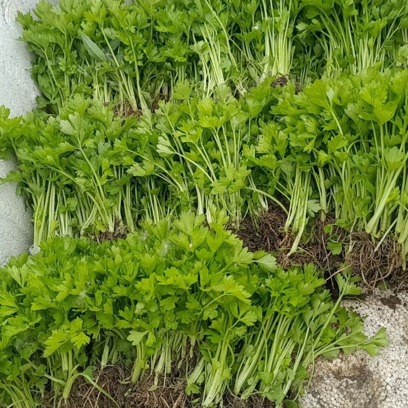 芹菜苗大量上市新鲜出土货源稳定欢迎全国客户前来订购