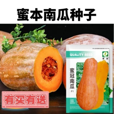 满地爬密本南瓜种子密蜜本粉甜面南瓜孑四季春天高产盆栽蔬菜