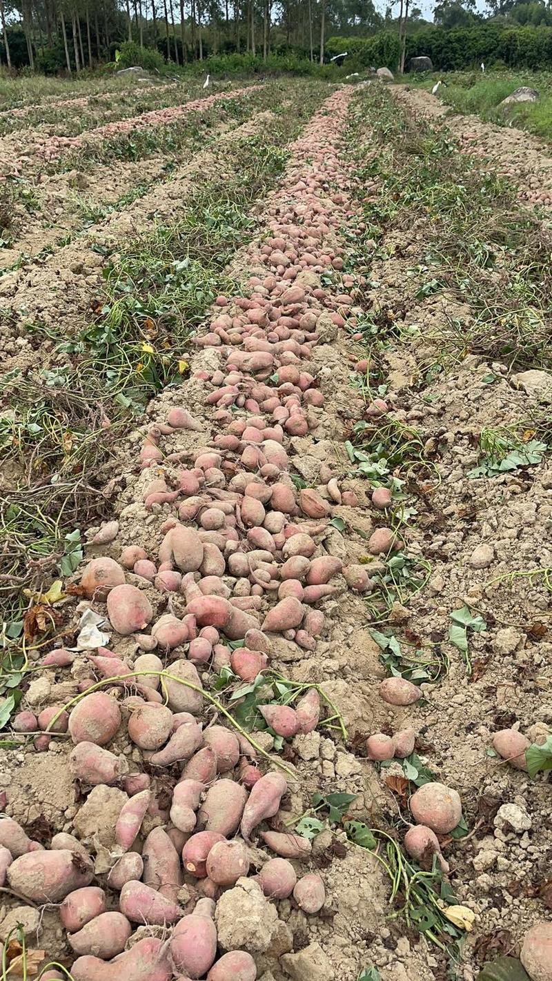 番薯养殖
