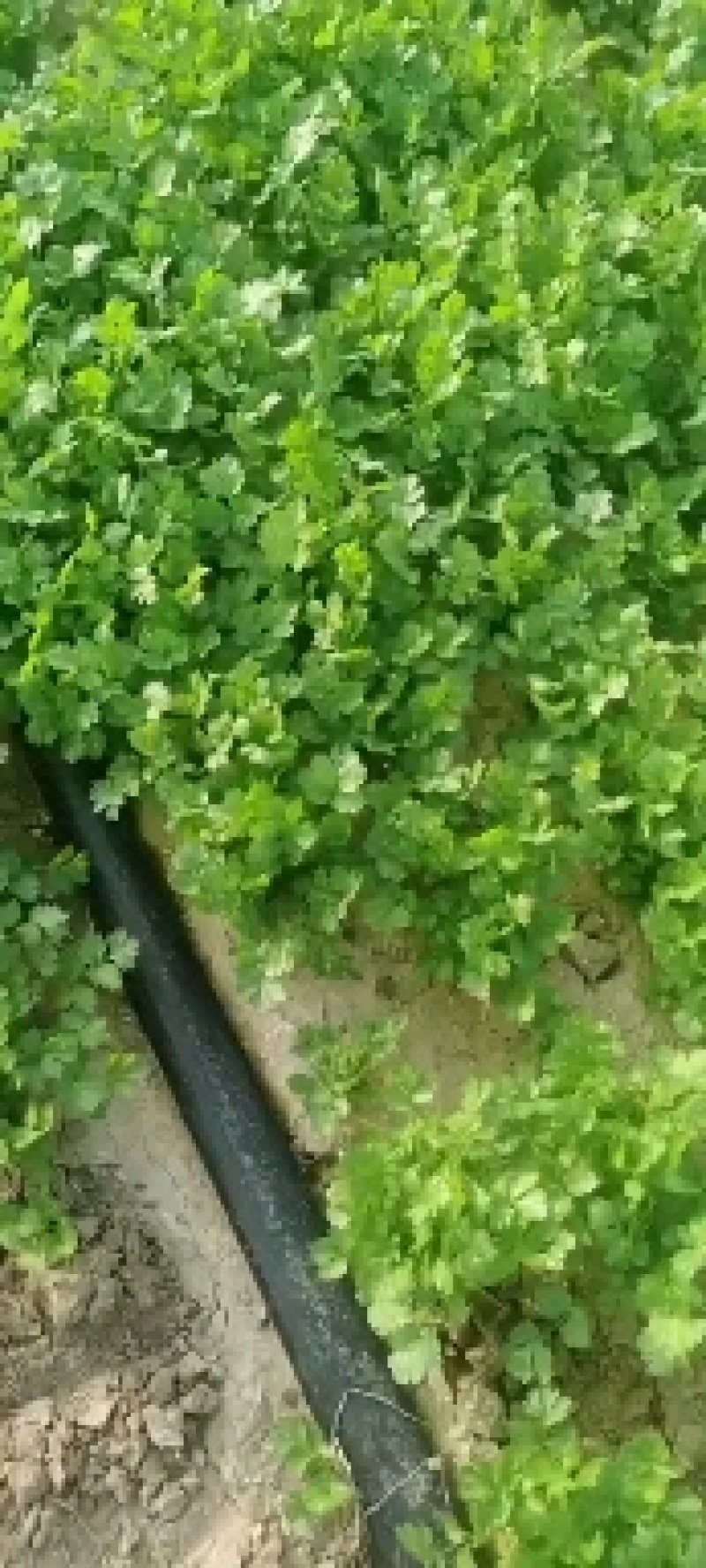 香菜