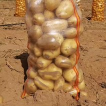 陕北沙漠土豆