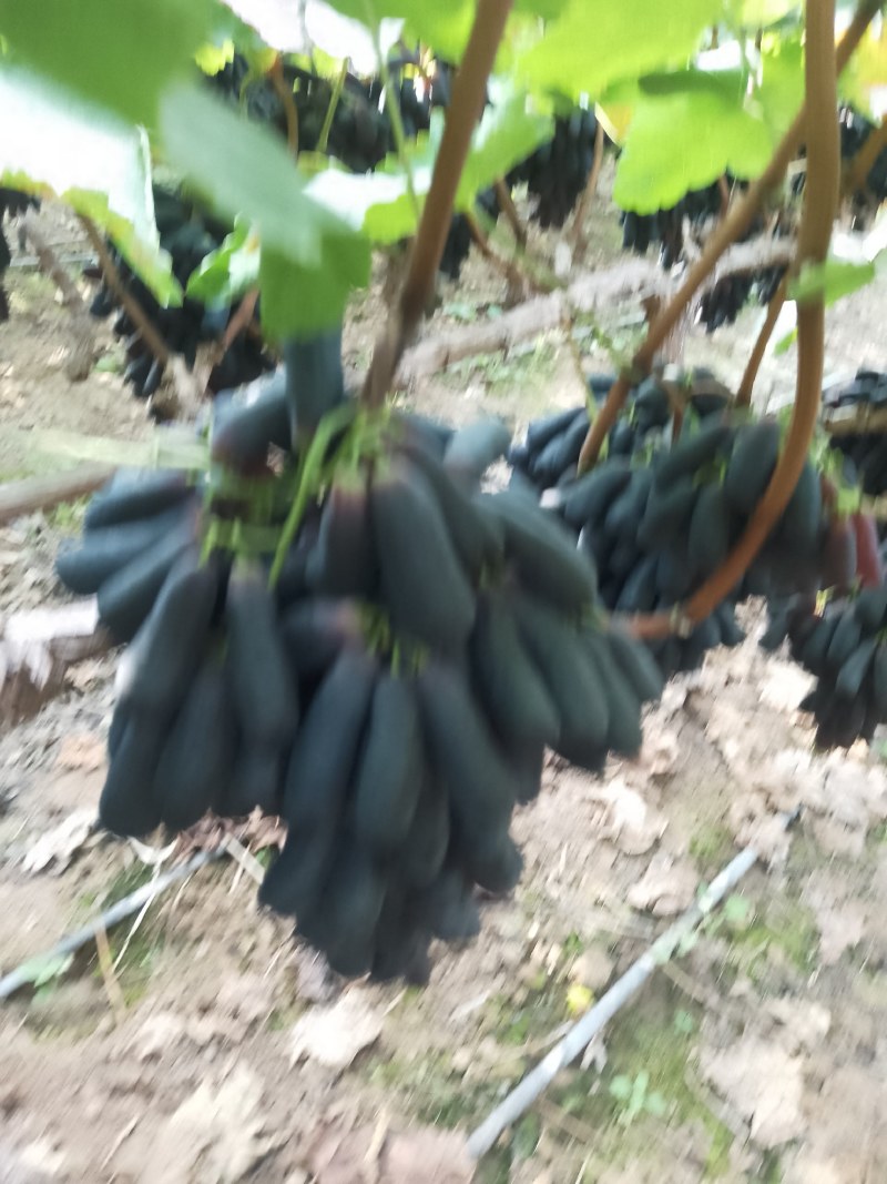 蓝宝石葡萄，实力代办，价格美丽，量大从优