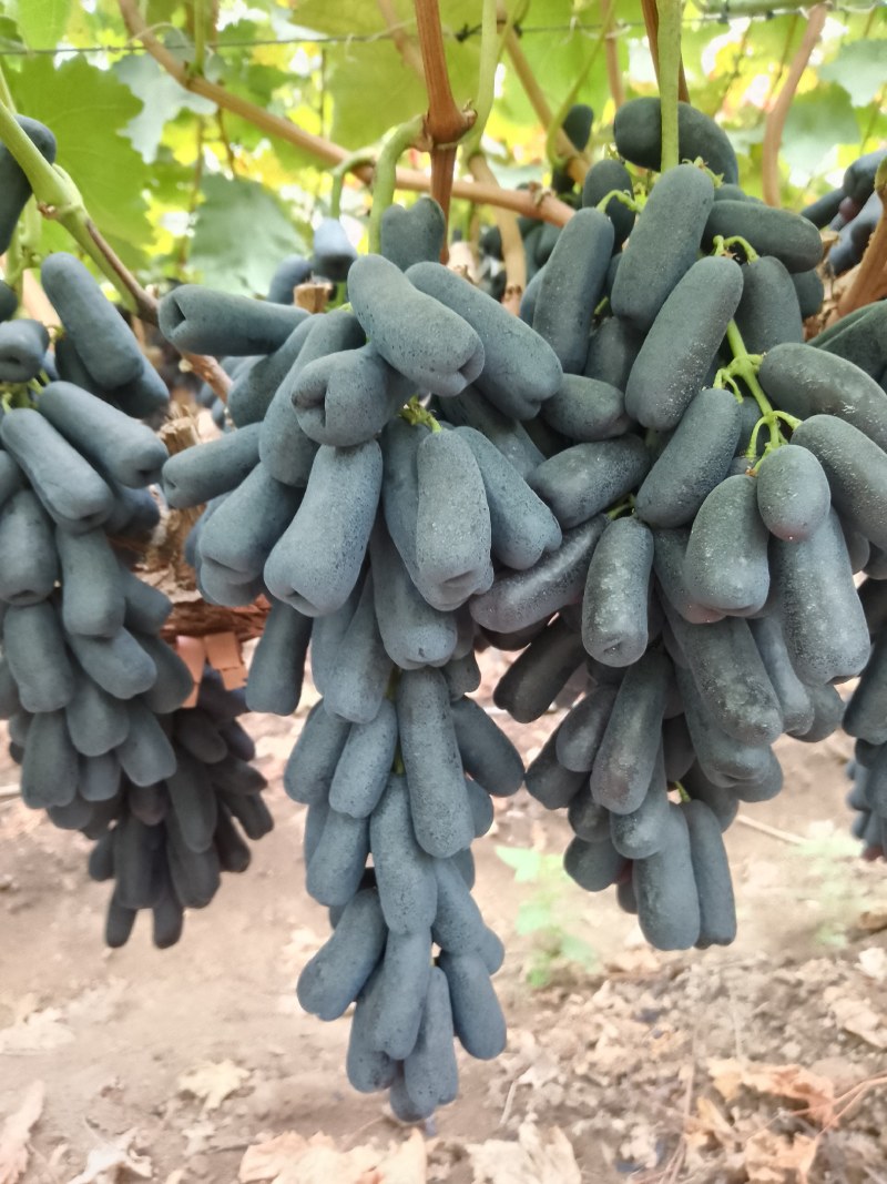 蓝宝石葡萄，实力代办，价格美丽，量大从优