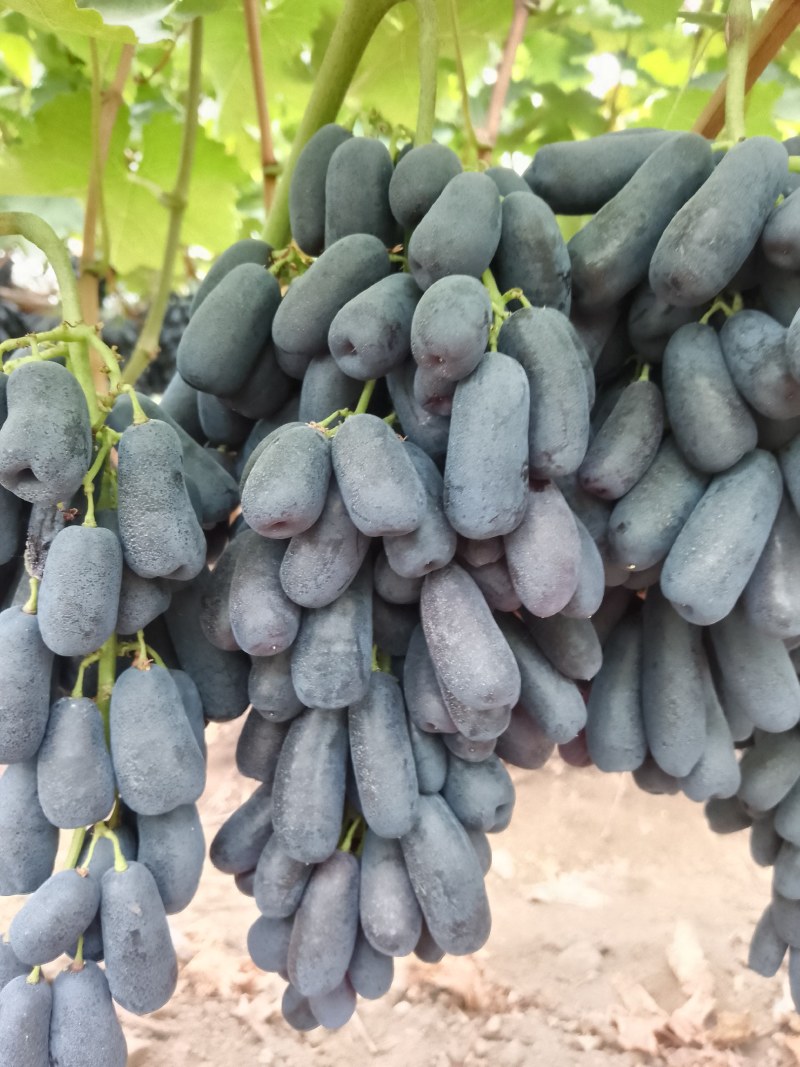 蓝宝石葡萄，实力代办，价格美丽，量大从优