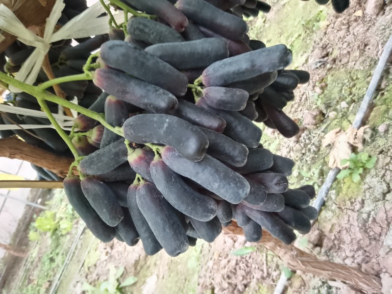 蓝宝石葡萄，实力代办，价格美丽，量大从优